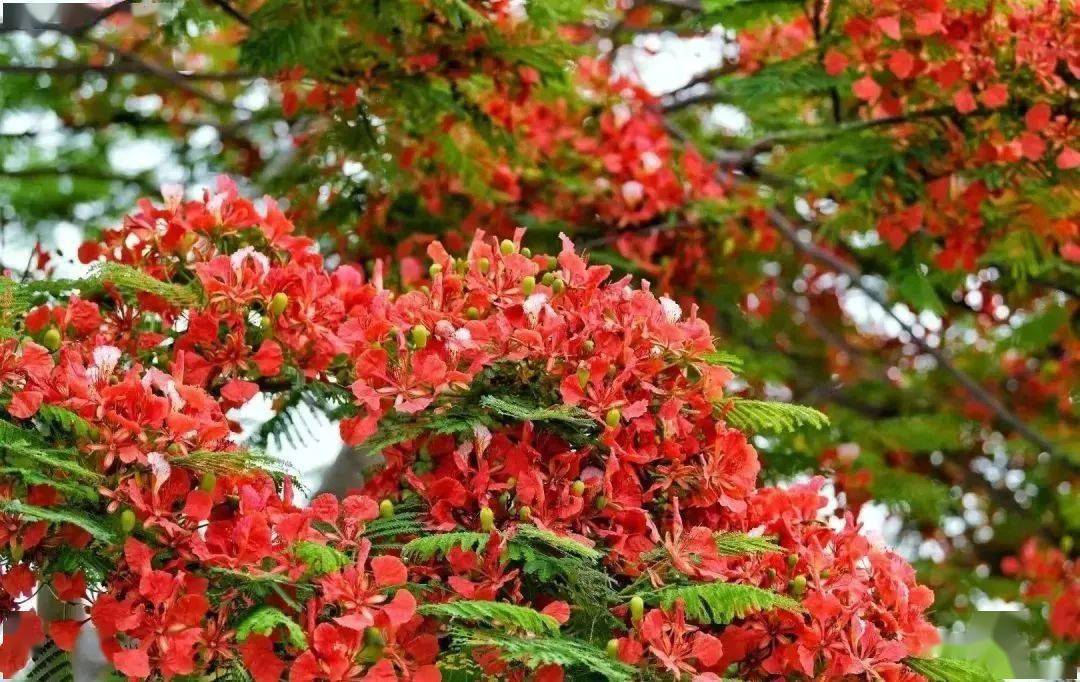 鳳凰花開,驚豔初夏~_金鳳_來源_風景線