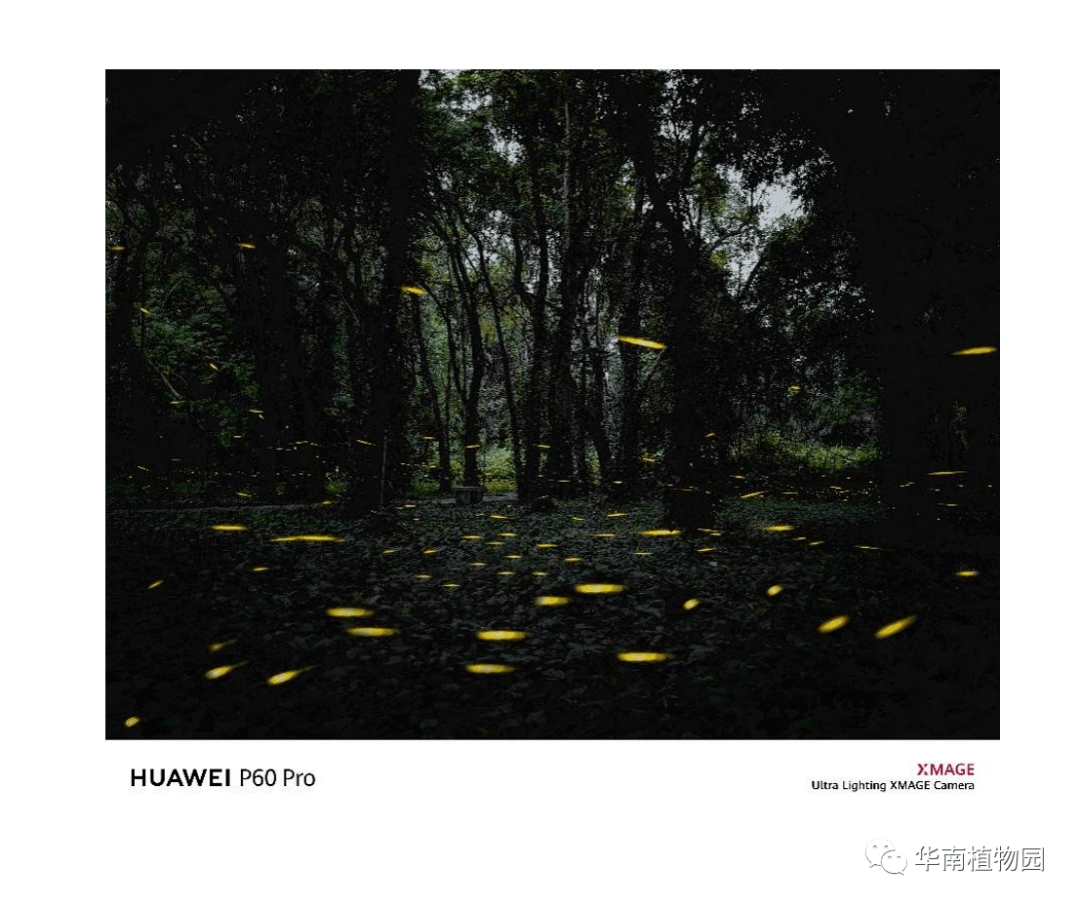 好影像不怕晚 夏日追萤企划正式开启_华南_植物园_萤火虫