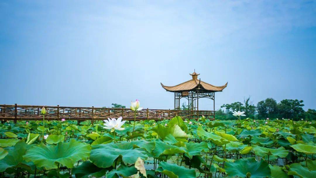 陶辛镇芜湖市无为县鹤毛镇芜湖市三山经济开发区峨桥镇特别声明湾沚区
