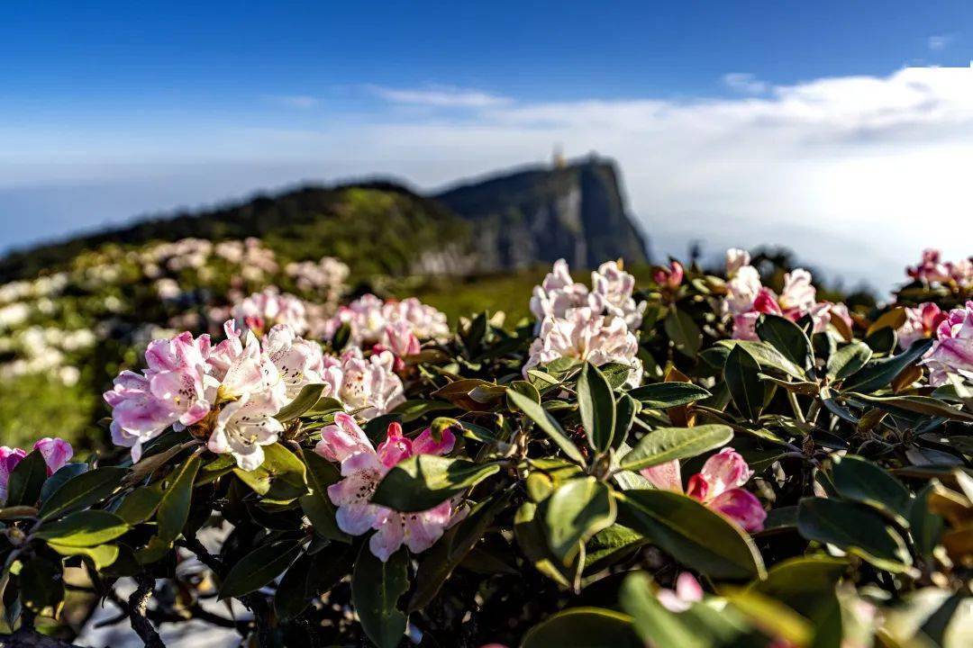 峨眉山月南花海简介图片