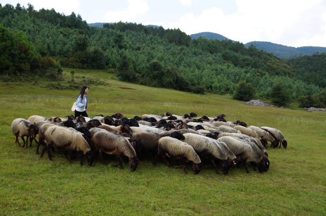 有一种叫云南的生活丨哨冲镇:这里的青绵羊,既是美景又是美食_石屏县