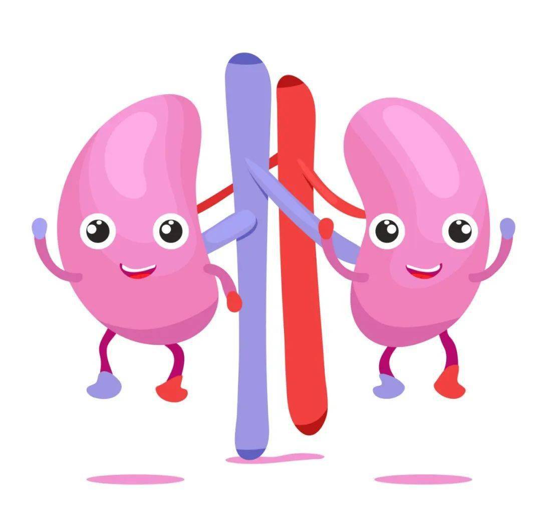 肝肾到底有啥关系?