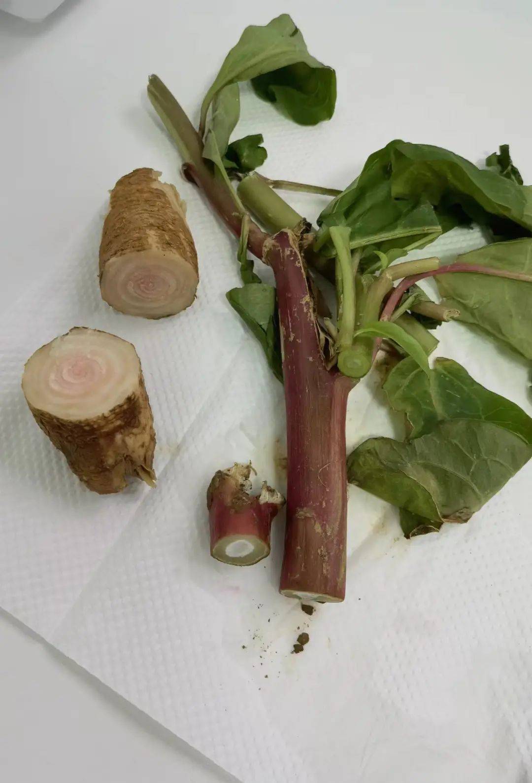 紧急提醒:有剧毒._商陆_野菜_有毒