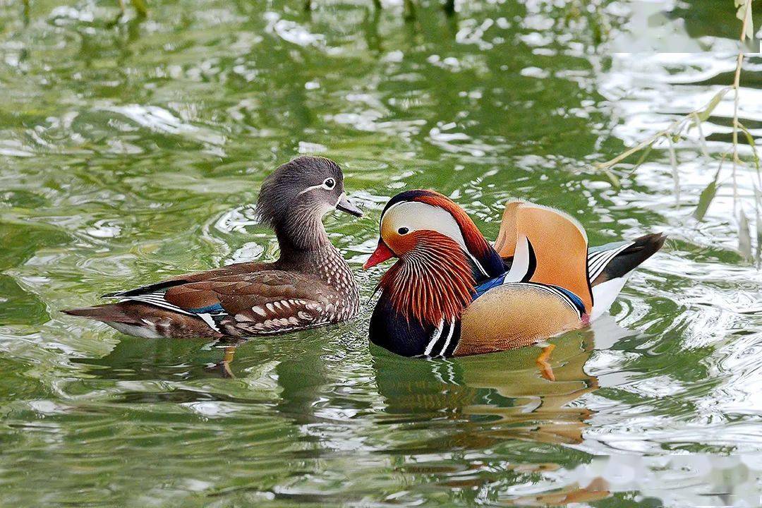 鸳鸯体长38至45厘米,体重约0.5千克,是中型鸭类.