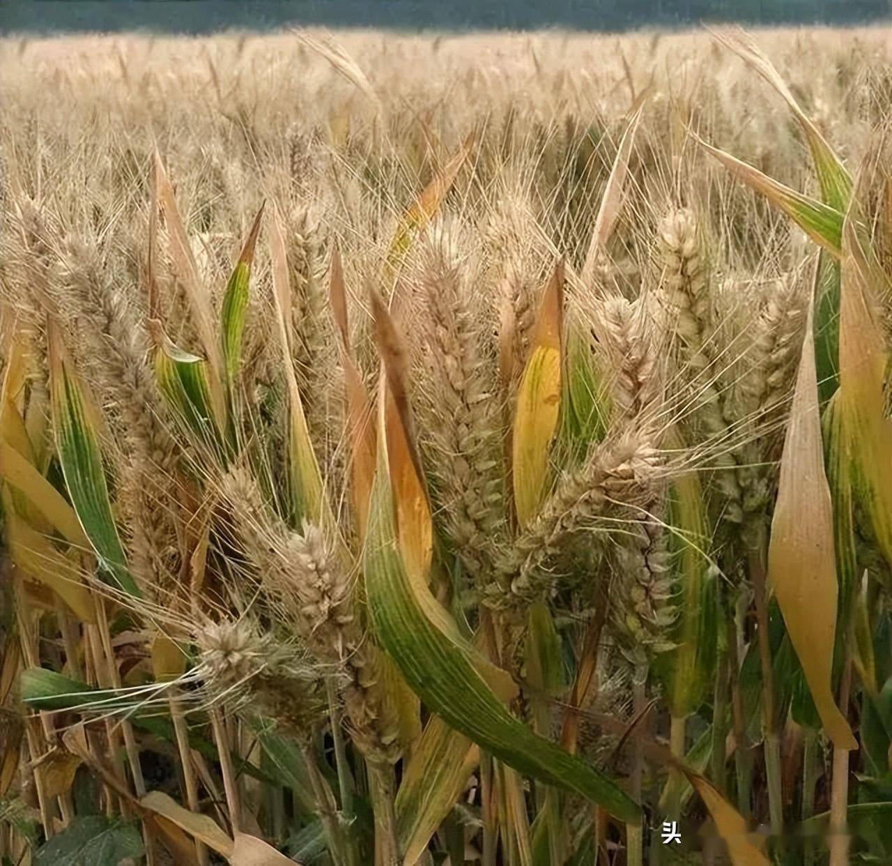 小麦干热风造成小麦提前枯死,怎么办?
