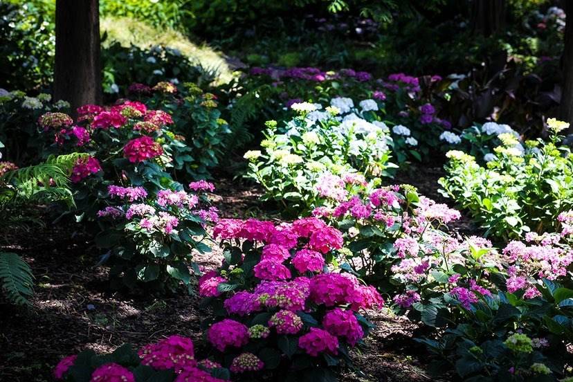 初夏美景上線 辰山植物園1500平米繡球花園漸入佳境_品種_園區_水杉