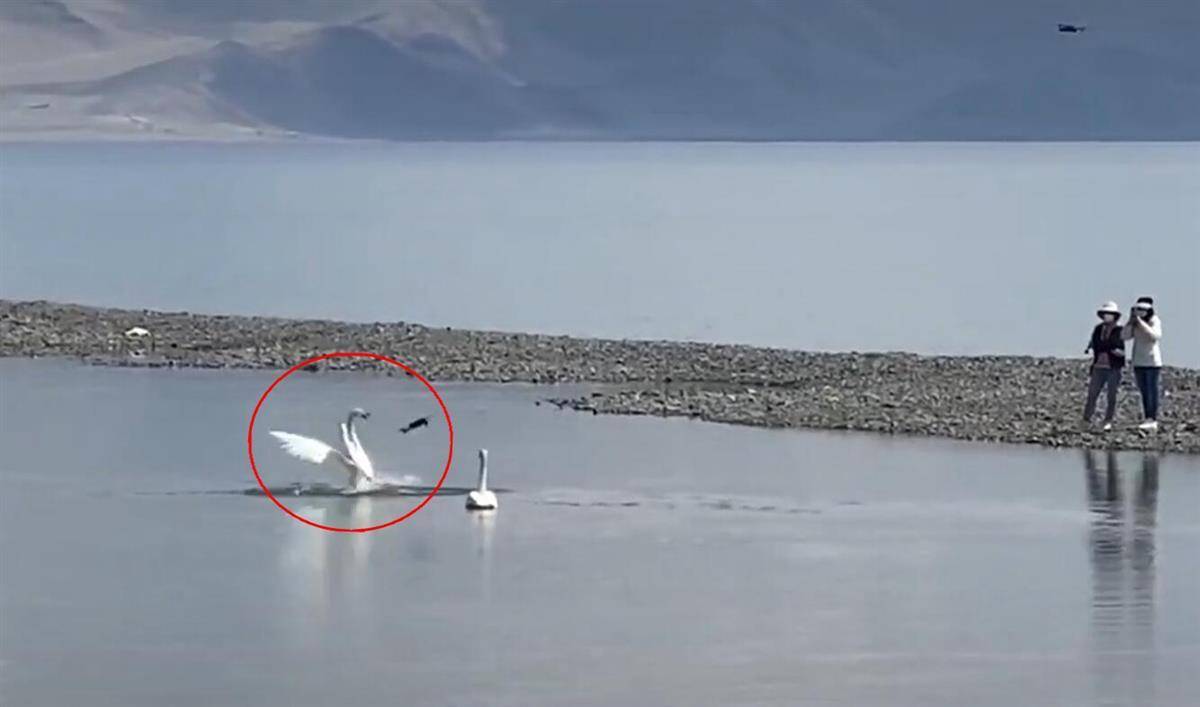 游客操控无人机绕颈挑衅天鹅，被它挥翅拍进赛里木湖！警方：已批评教育当事人