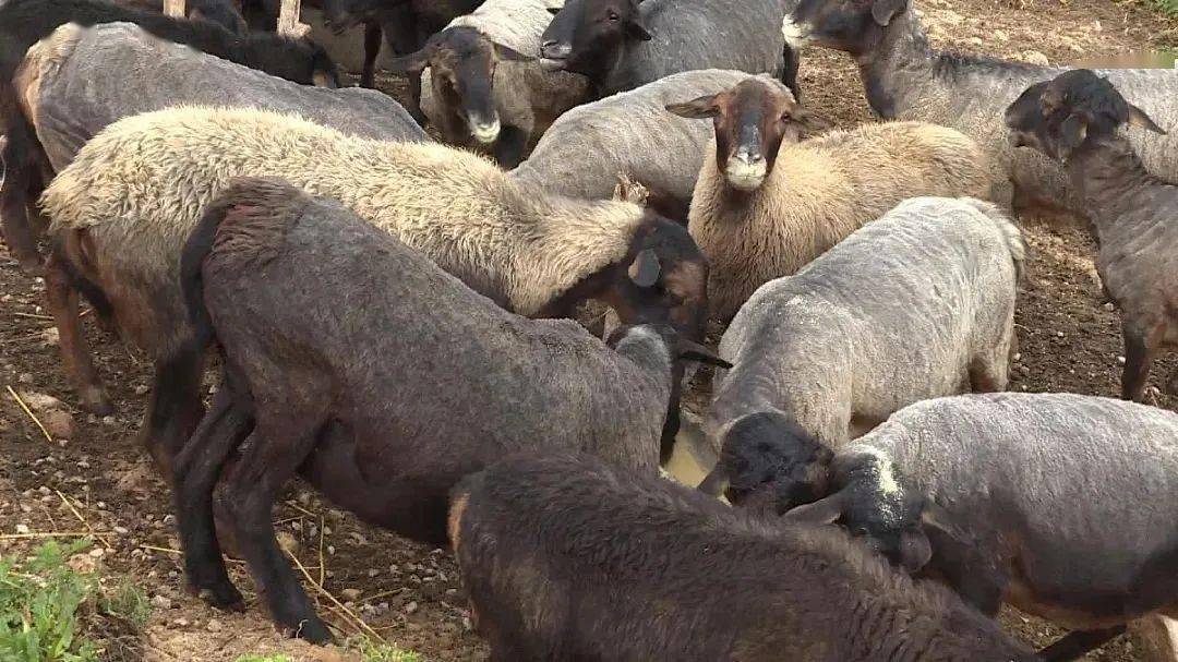 有一种叫云南的生活丨哨冲镇:这里的青绵羊,既是美景又是美食_石屏县