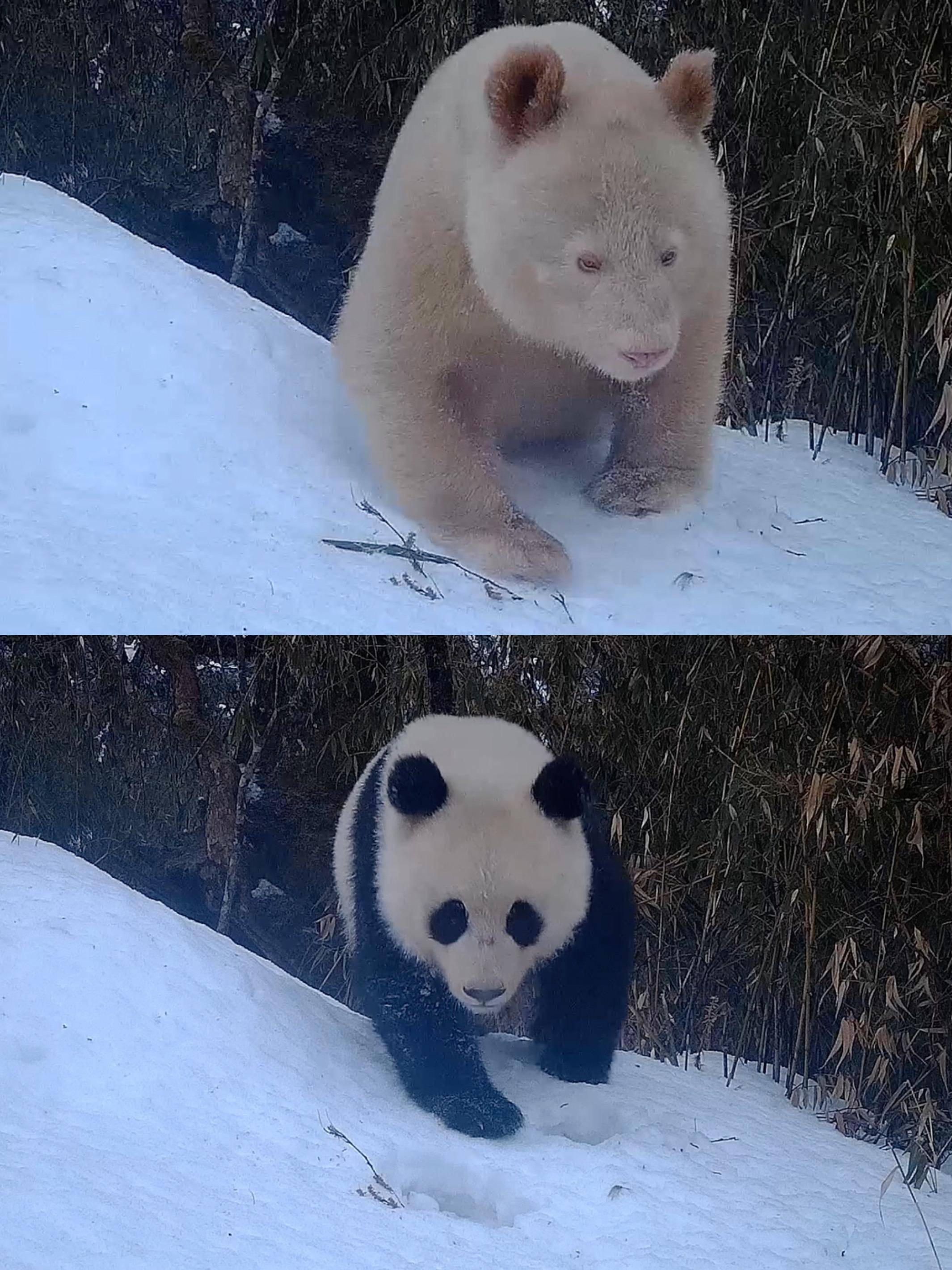 白色熊猫图片