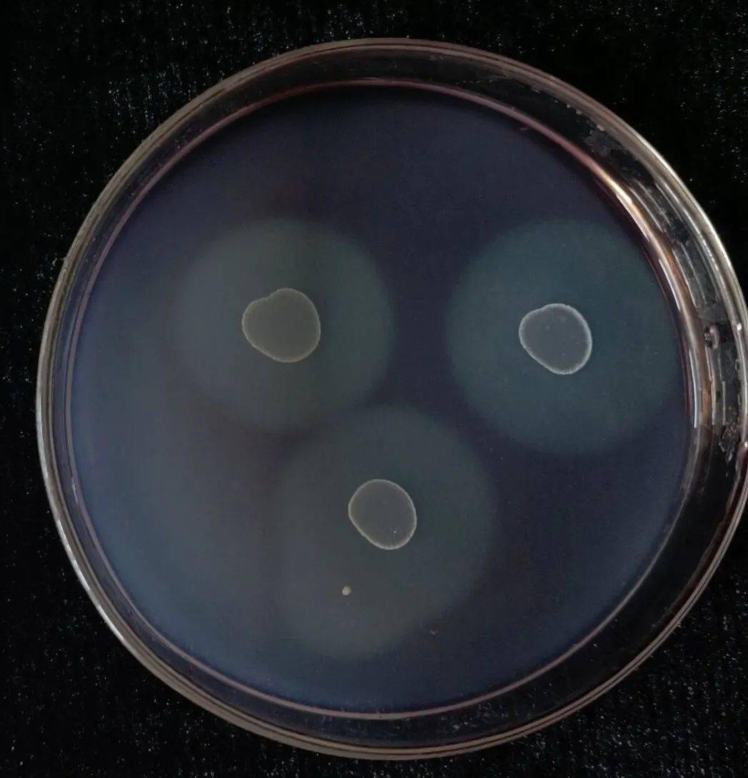 生命·印象:第二十三届"校园之春"文化节之生物文化摄影作品展演决赛