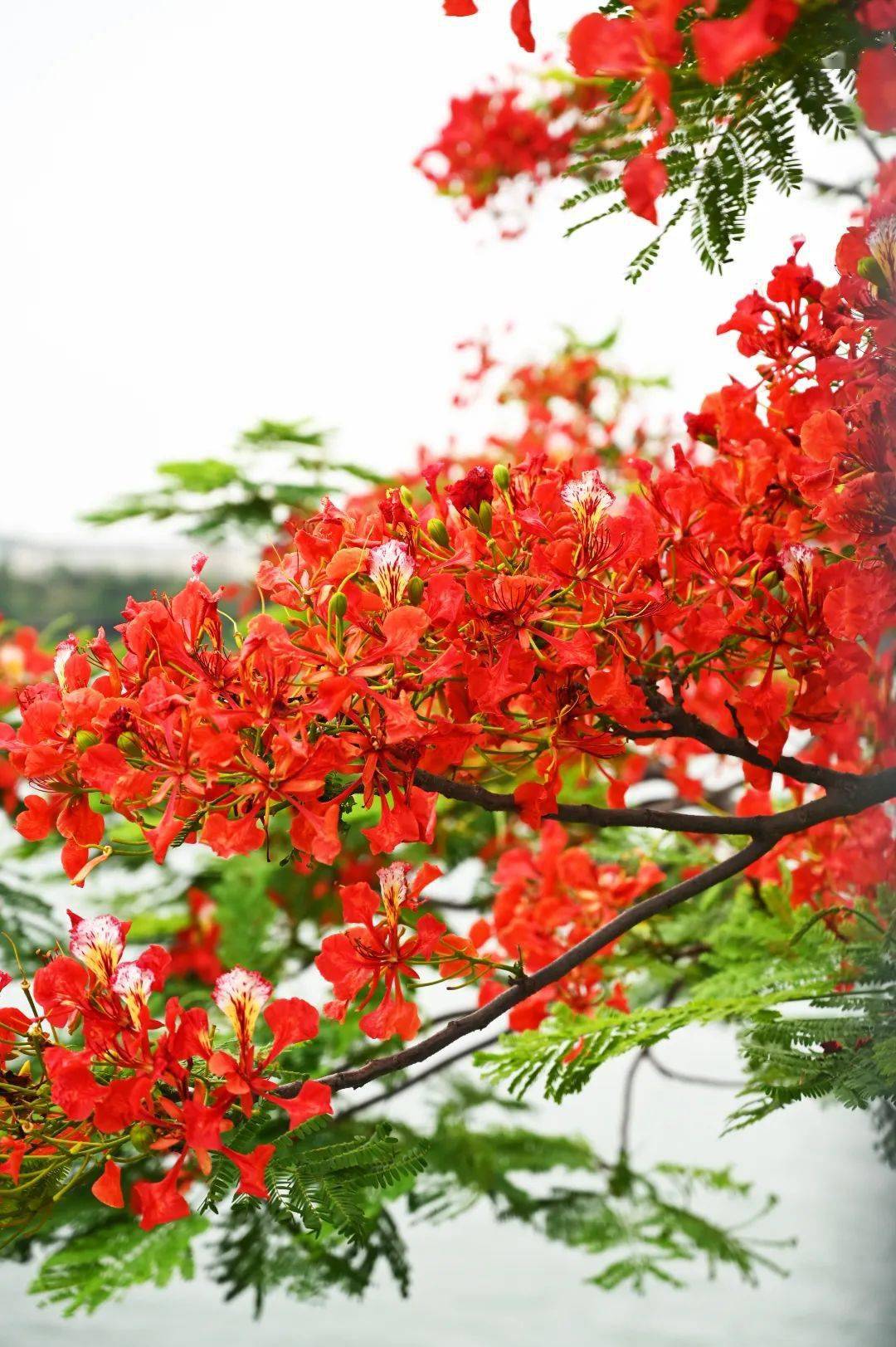 东莞的凤凰花开好了,祝福扑面而来!_摄影_胡素_莘莘学子