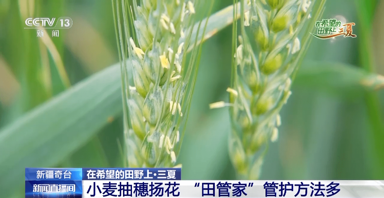 亚新体育小麦待收+鲜果上市 各地夏收夏种夏管火热进行中(图2)