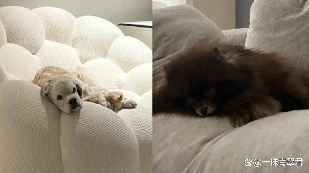 jennie挚爱kai不幸离世 与妈妈提及爱犬便相互哽咽_kuma_狗狗_毛孩子