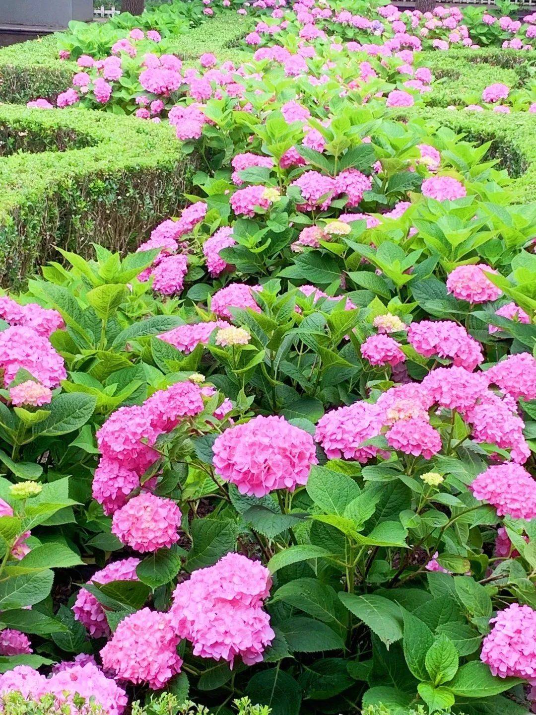 醉美八仙花如约而至,普陀这些地方美翻了!_梦幻_公园_颜色