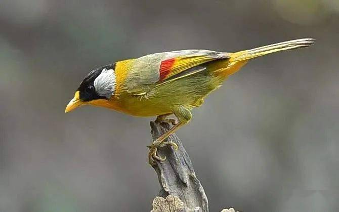 【鸟类科普】金翅噪鹛