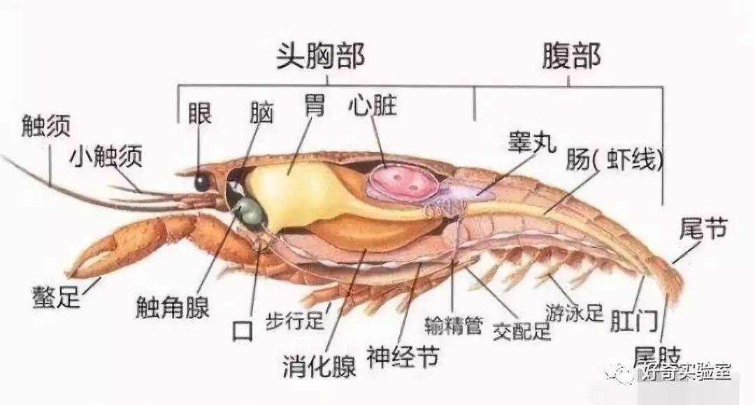 小龙虾虾头里黄黄的东西到底是啥？你绝对想不到插图3