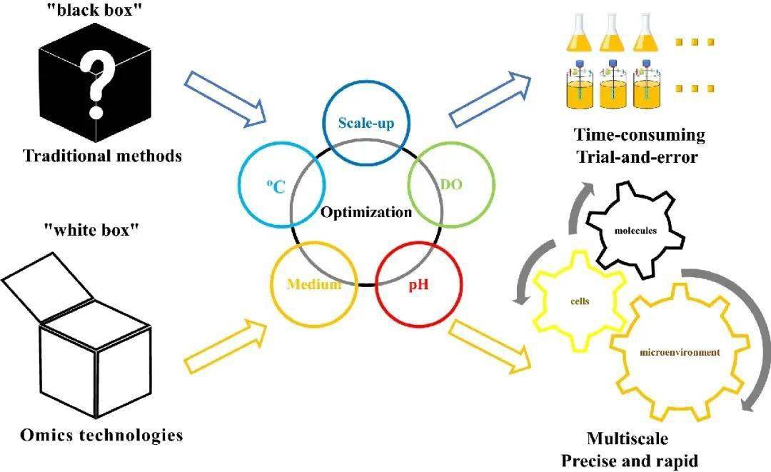 然而,細胞代謝與培養條件的內在聯繫尚不清楚,優化方法往往是