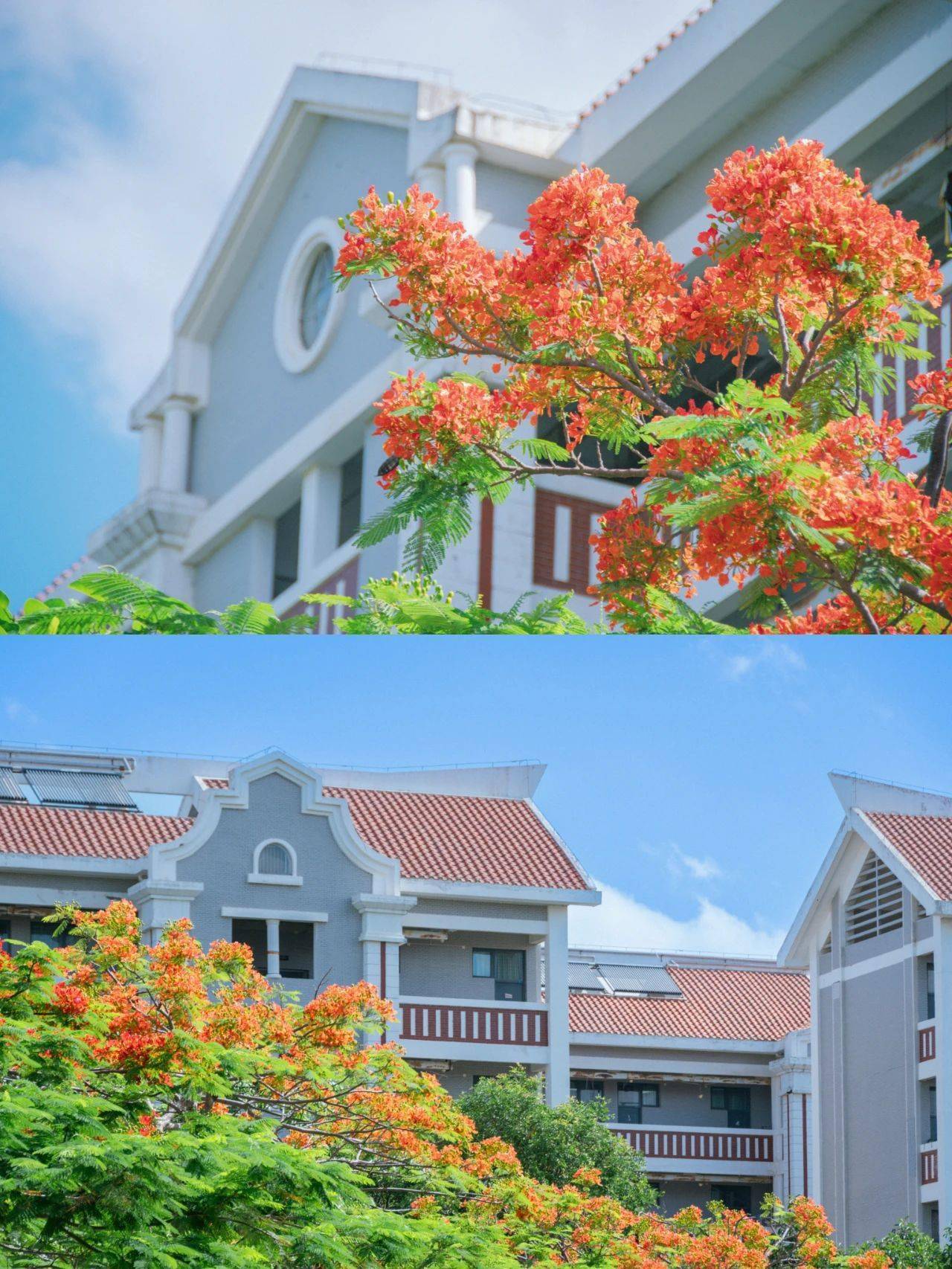 厦大蓝 x 凤凰花,何止灿烂!_夏天_燃烧_曾浣