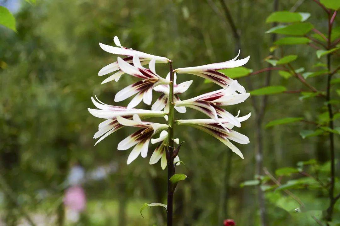 崇州山谷里,大片野百合浪漫绽放_琉璃_森林_山林