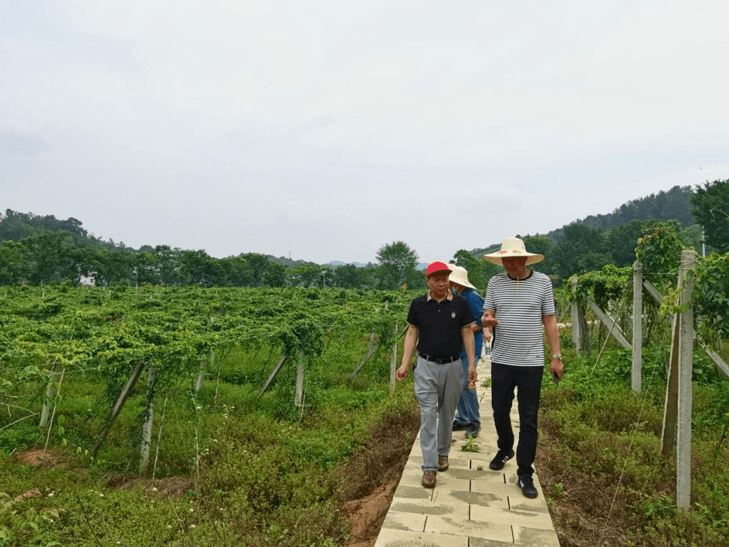 京山市三阳镇人大丨聚力共同缔造 开展代表行动_发展_社区_产业