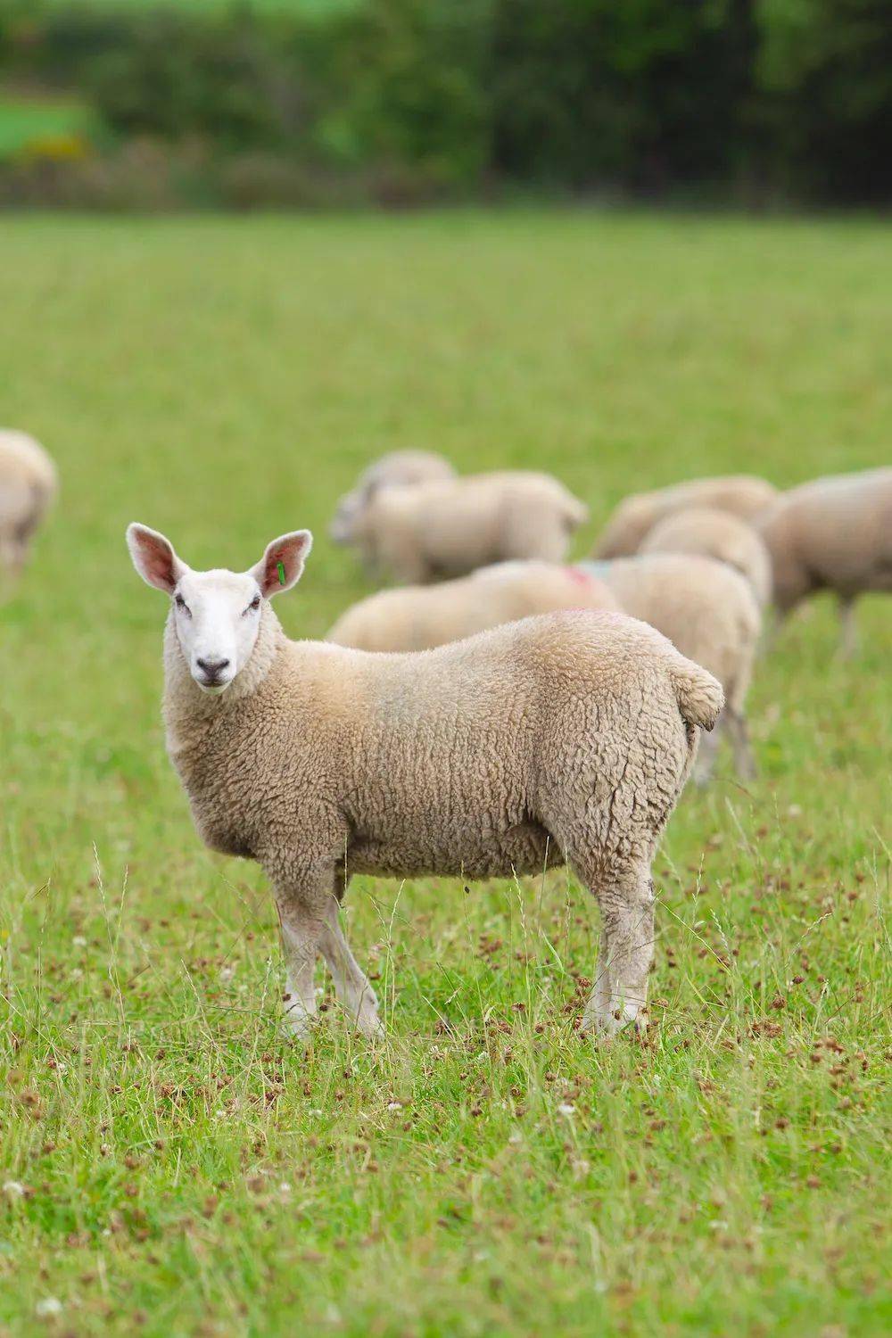 爱尔兰牛羊肉亮相 sial 西雅国际食品展(上海)_生产_大自然_多个国家