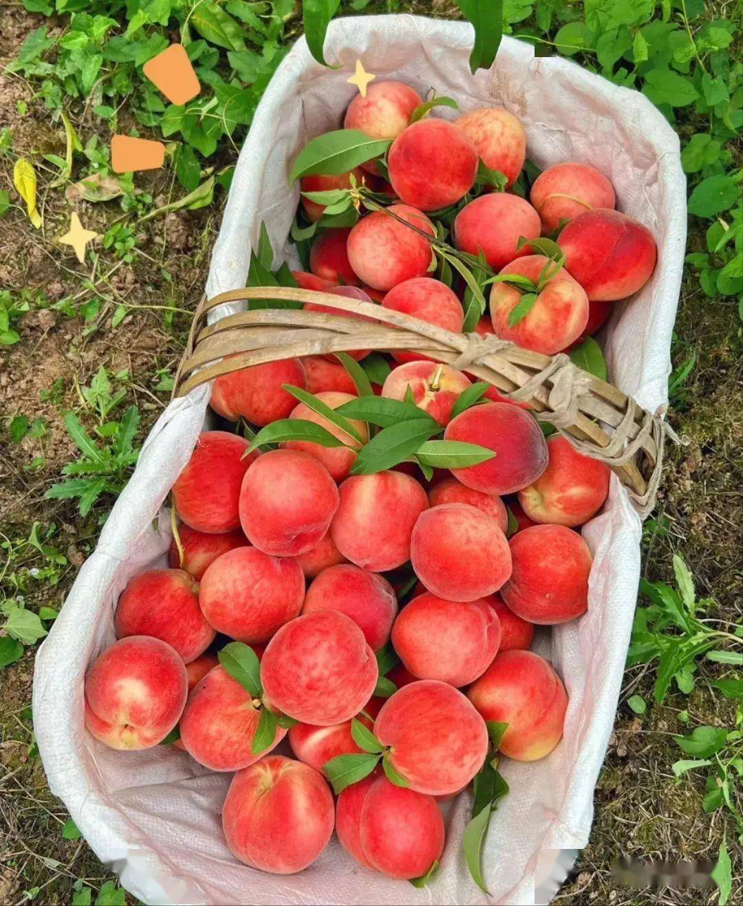 夏日采摘季!快来汉中实现水果自由~_湾村_油桃_桃子