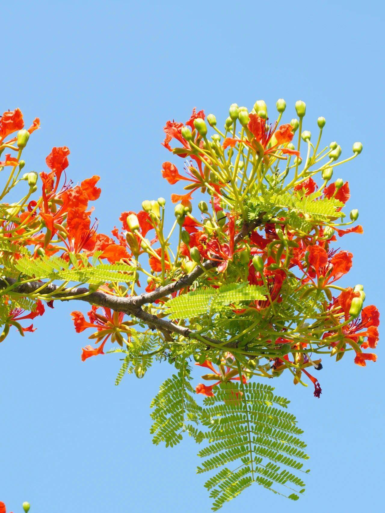 厦大蓝 x 凤凰花,何止灿烂!_夏天_燃烧_曾浣