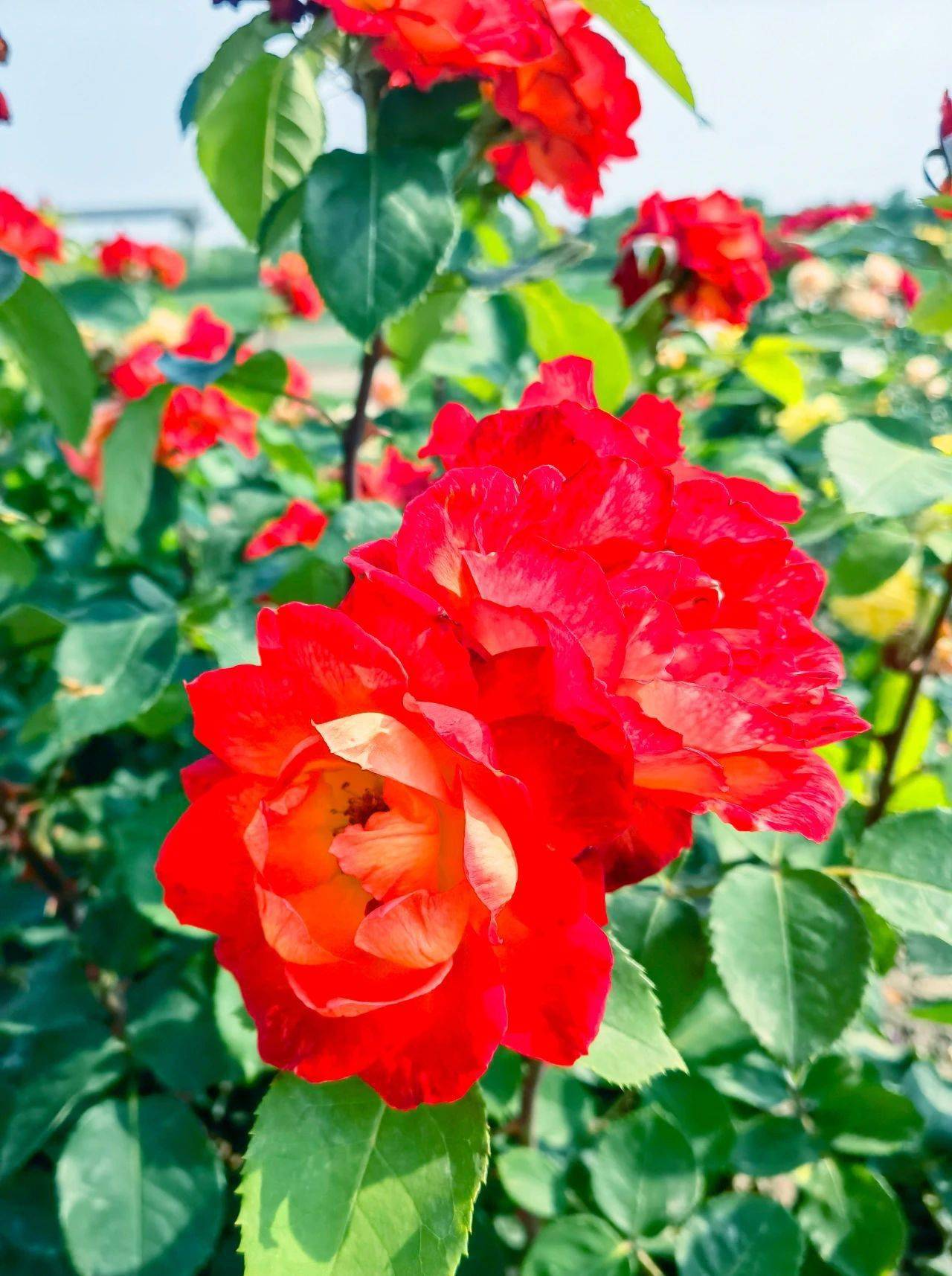 发丝的微风湛蓝的天空是独属于生态城夏日里的小清新洁白的花卉包围着