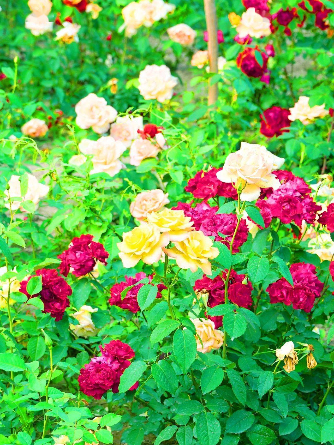 发丝的微风湛蓝的天空是独属于生态城夏日里的小清新洁白的花卉包围着
