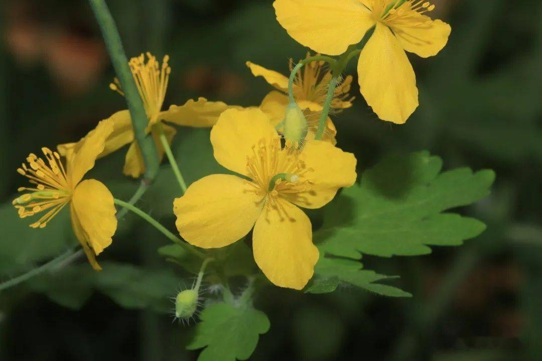 花屬26,垂序木藍indigofera pendula豆科木藍屬27,黃花鼠尾草salvia