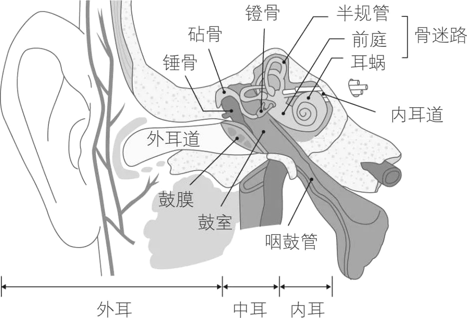 耳部感染性病变可分为中耳乳突炎