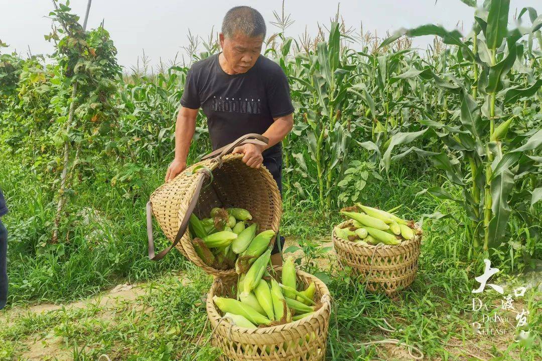 绿意盎然走进玉米地京科糯928玉米成熟上市建胜镇民胜村约200亩