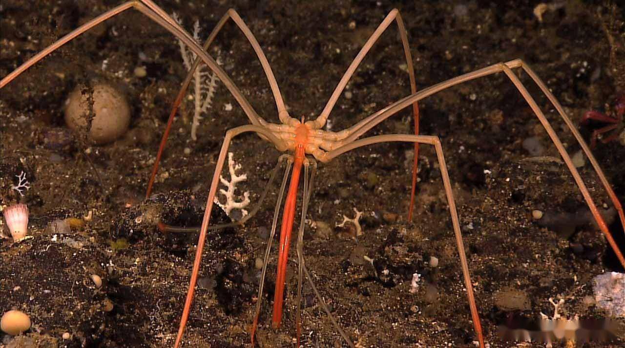 进化不是为了变强,而是为了适应环境,海蜘蛛靠躺平存活5亿年_生物