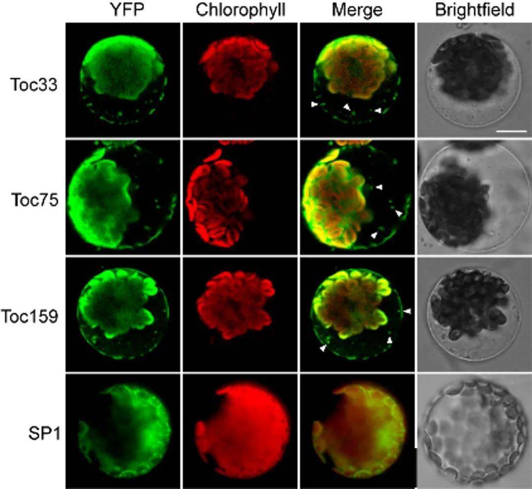 EMBO Journal |中国科学院凌祺桦研究组揭示选择性自噬在调控叶绿体蛋白转运及其在植物应对逆境中的作用机制_分子