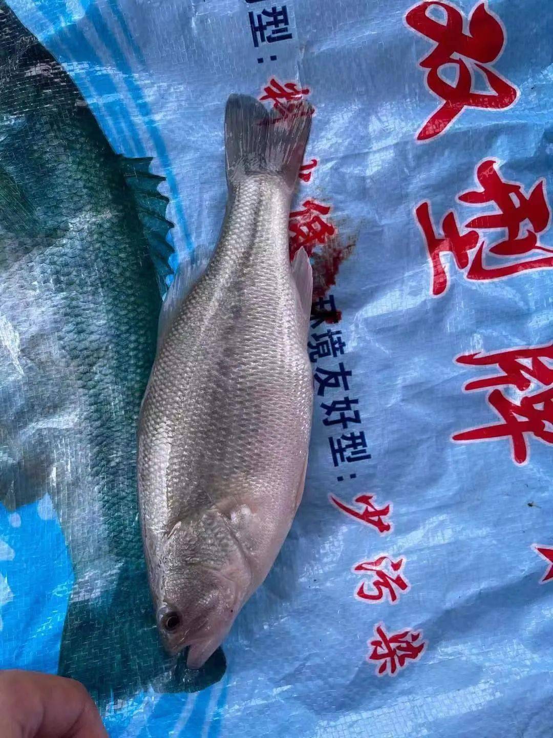 同时,据沙头当地养殖户表示,目前病害爆发得比较厉害,仍有存塘的成鱼