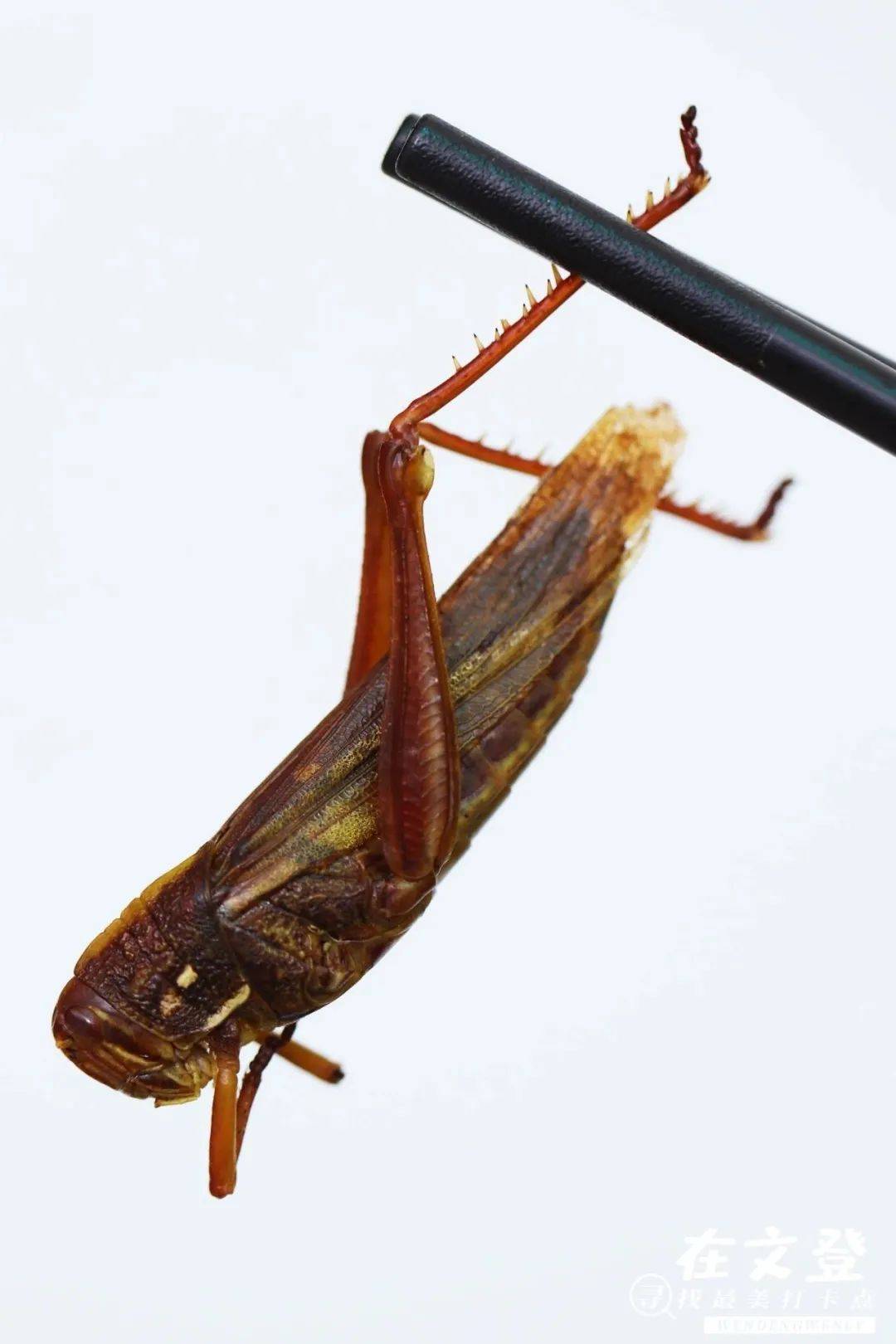 像黄亮,蚂蚱,蝎子这类昆虫,炸过之后,入口焦脆,吃的是属于昆虫外壳的