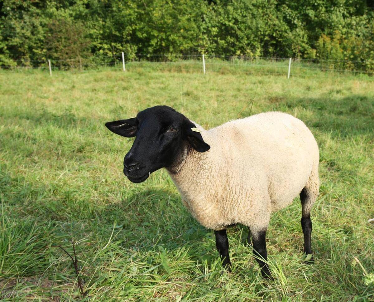 新疆萨福克羊图片