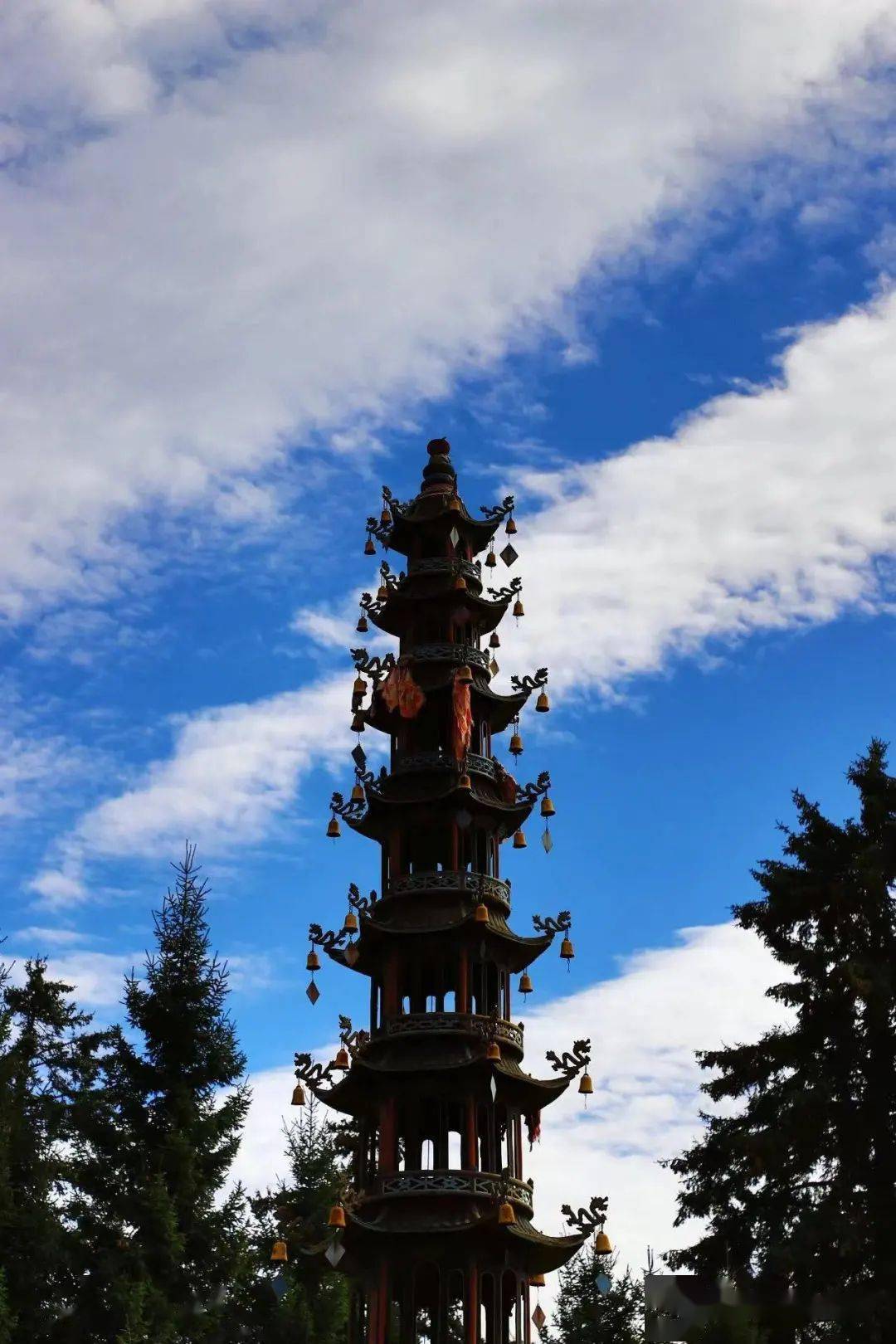 【文旅贵清之一】贵清山景点之转树险道_根松_松树_松涛