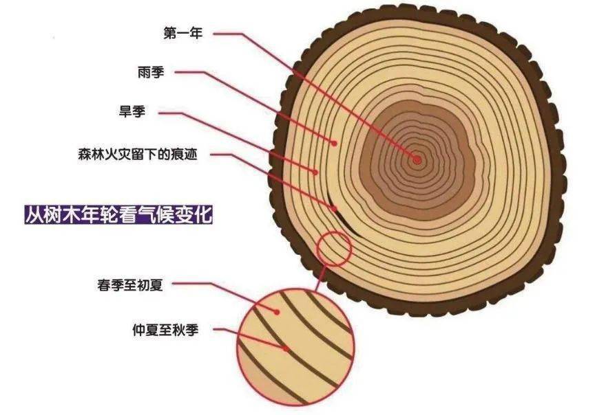 树木的年轮疏密的朝向图片