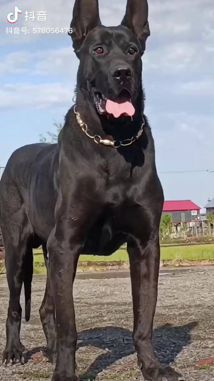 黑狼犬多少钱一只幼犬图片