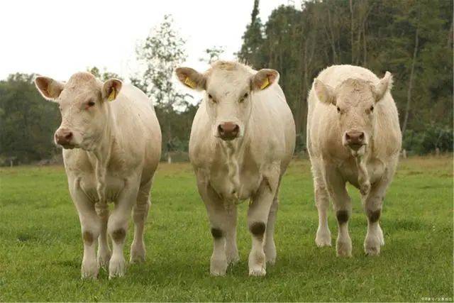 培育形成了"乌珠穆沁白牛"西乌旗将"夏洛莱牛"本土化经过50年的培育上