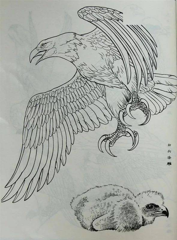 白描禽鳥類畫譜120幅_曇花_般若_波羅蜜