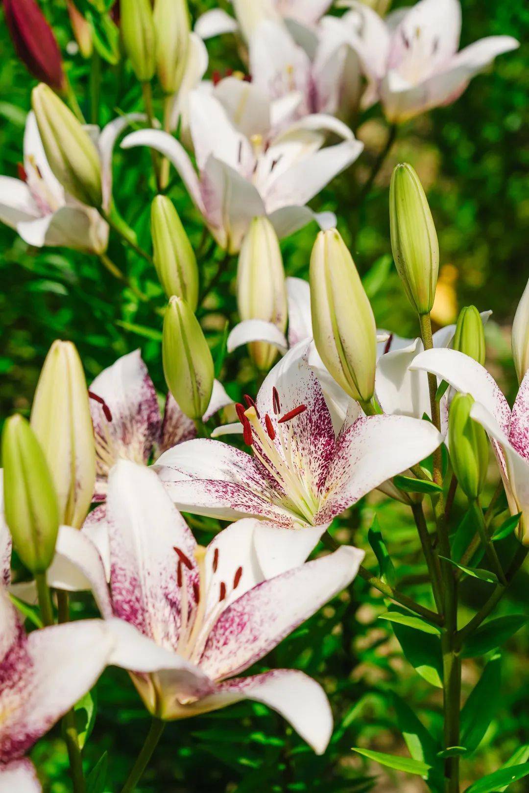 怎能错过临海这片花海!_百合花_权威_视频