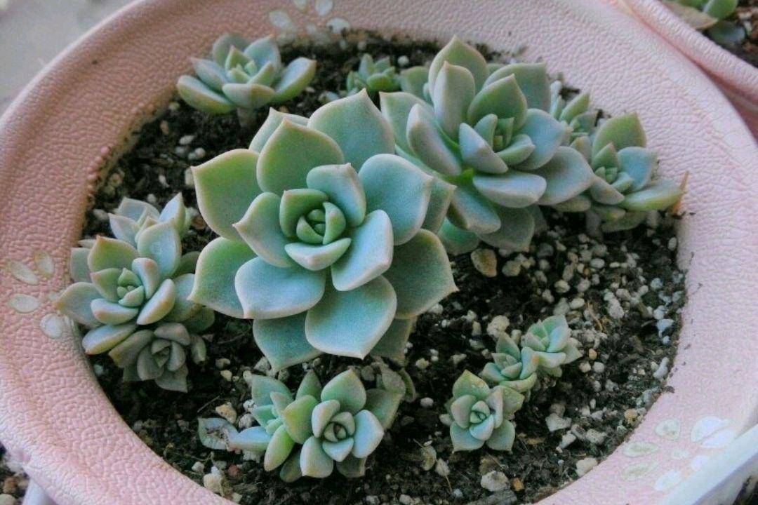 5种多肉被称为"叶插之王",有叶就有苗,直接让阳台变多肉花园_黄丽