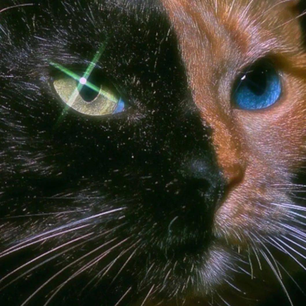 头像| 初见如净,落地成花_solo_班夫_星标