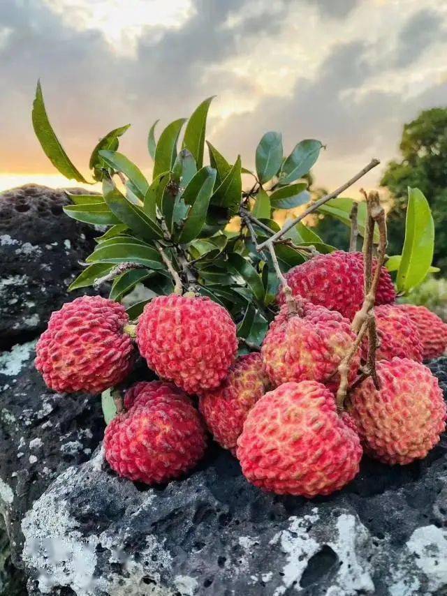 5斤「海口永兴火山口荔枝王」!果肉白嫩,个头硕大,颗粒饱满!