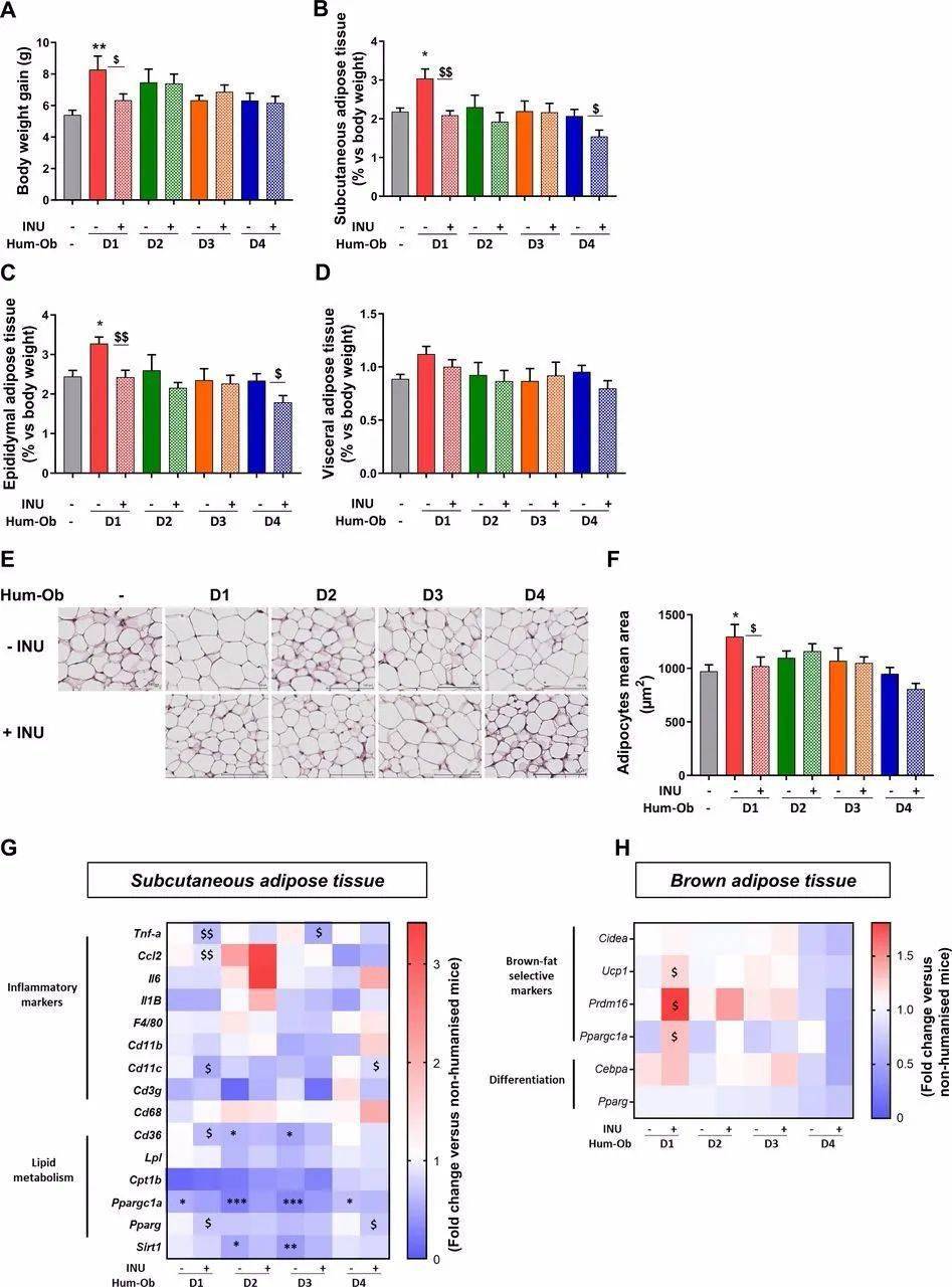 研究发现:菊粉作为益生元可减轻肥胖症!_康美_hum-ob_降低