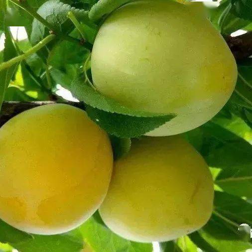 无锡人爱吃的这种水果!价格……_太湖_滨湖区_街道