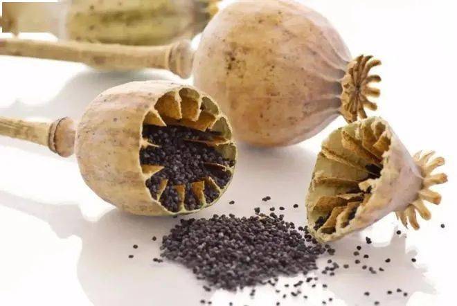 罂粟_食品_种子