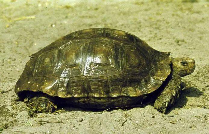如动物园里常见的苏卡达陆龟和真鳄龟的寿命可达70岁,绿海龟在野生